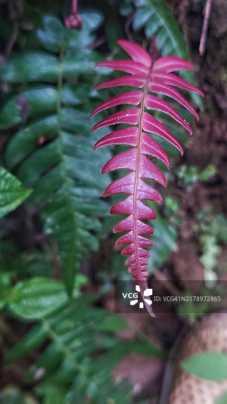 红叶特写图片素材