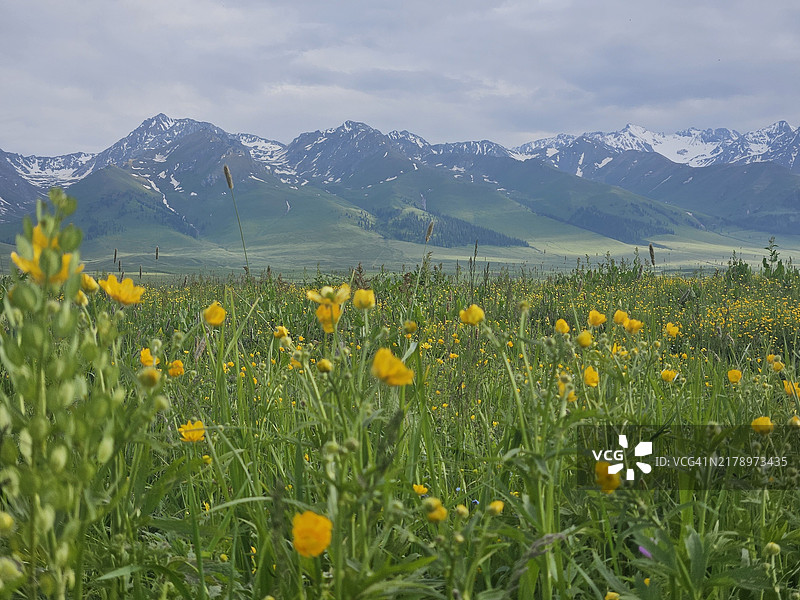 田野上盛开的花卉与天空的美丽景色图片素材