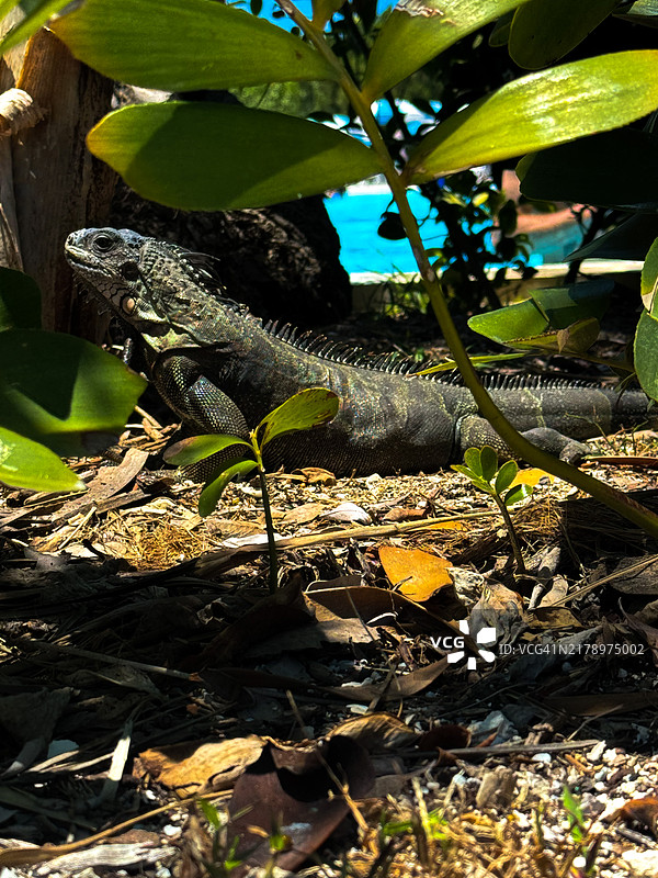 田野上的蜥蜴特写图片素材
