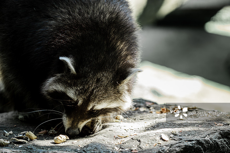 熊的特写镜头图片素材