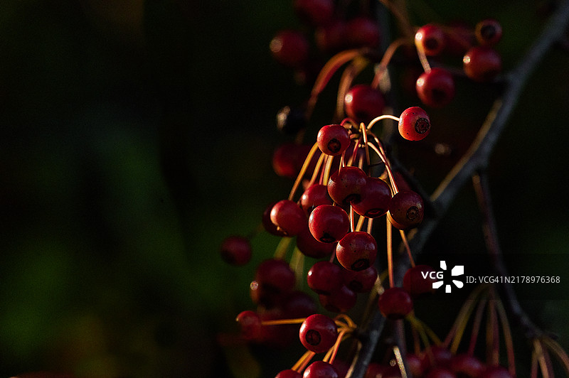 树上生长的浆果特写，宾夕法尼亚州朗霍恩，美国图片素材