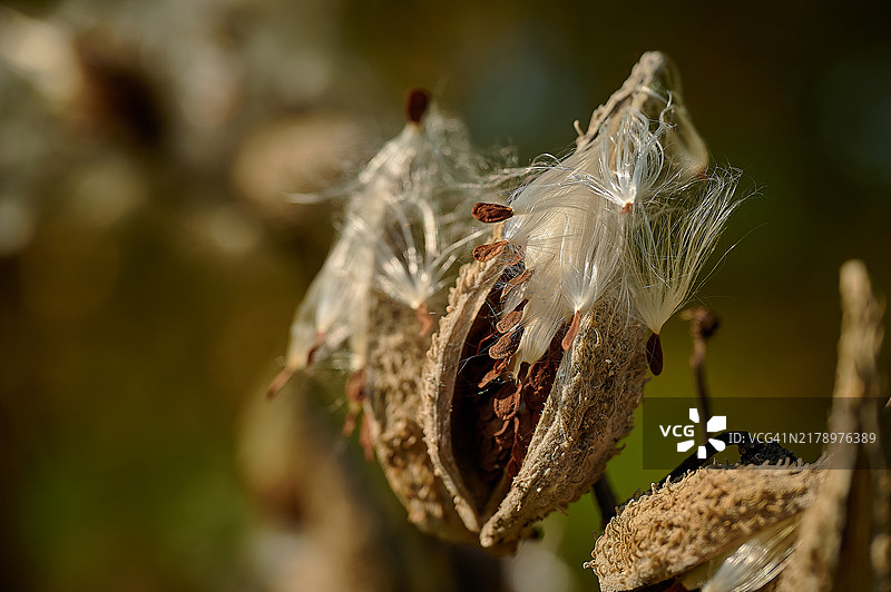 蜘蛛在网上的特写，宾夕法尼亚州朗霍恩，美国图片素材