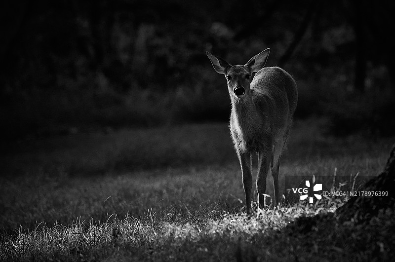 在美国宾夕法尼亚州兰霍恩的田野上站着的白人肖像图片素材