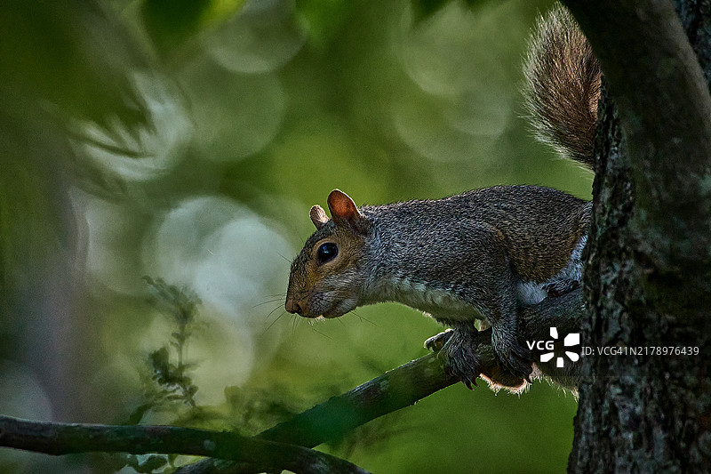 树上的灰松鼠特写，宾夕法尼亚州朗霍恩，美国图片素材