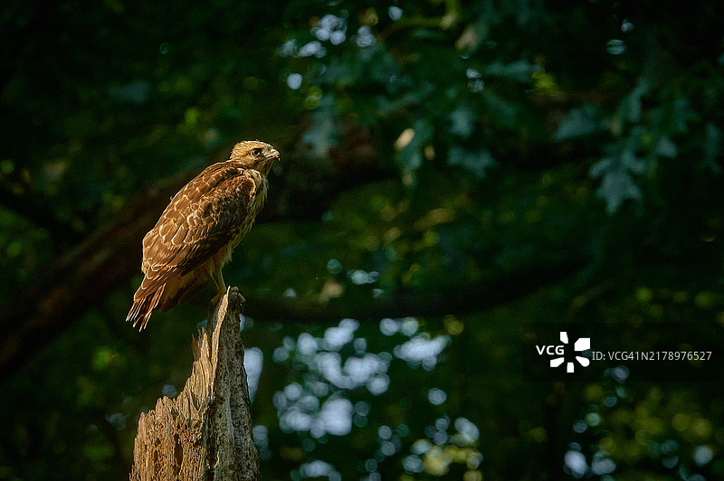 栖息在树上的猫头鹰特写，宾夕法尼亚州朗霍恩，美国图片素材