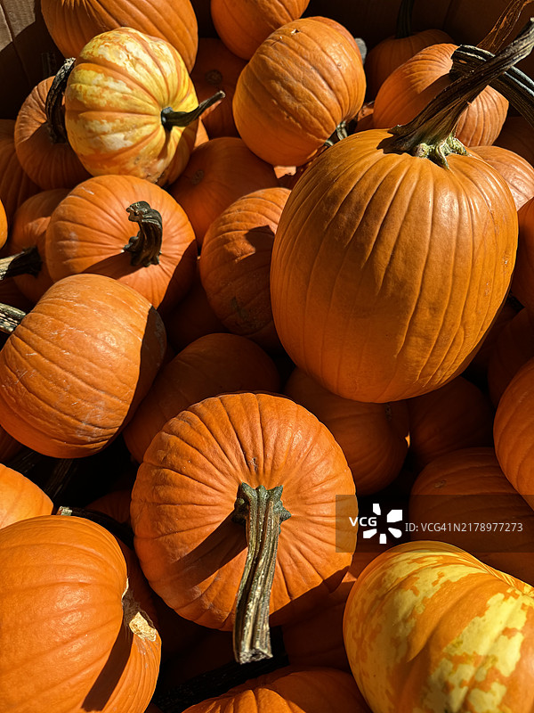 曼哈顿，纽约，美国市场上出售的南瓜特写图片素材