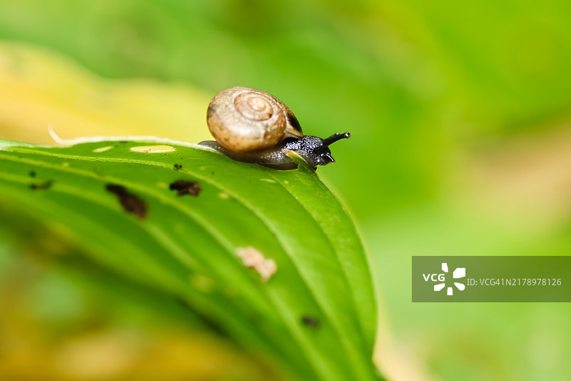 蜗牛特写图片素材