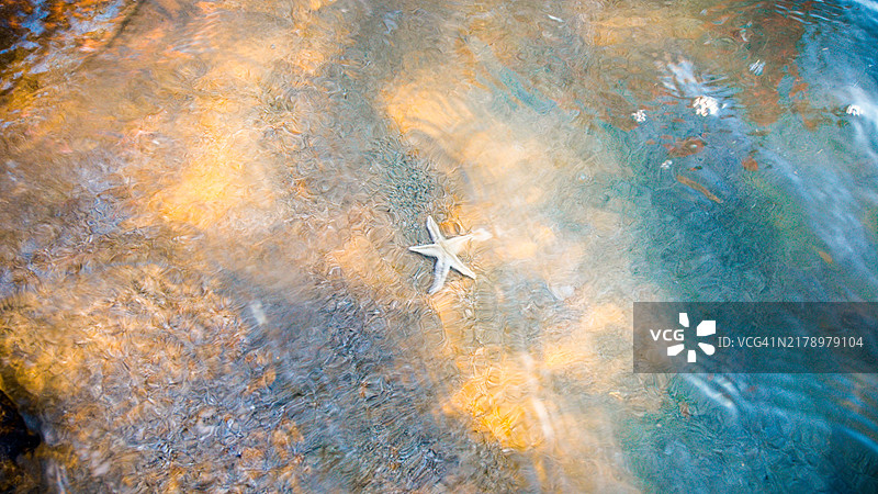 高角度视图的鱼在海中游泳图片素材