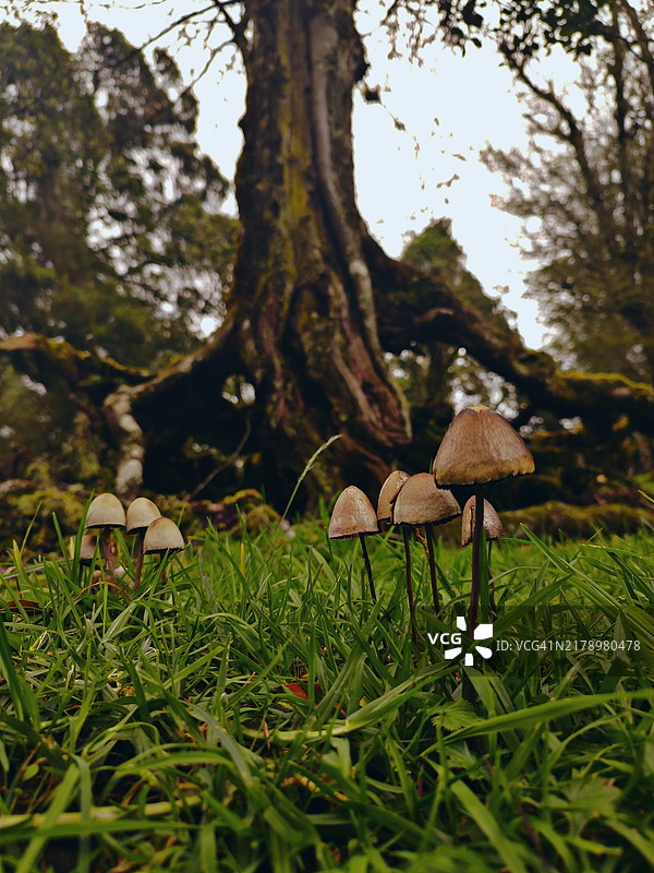 田野上生长的蘑菇特写图片素材