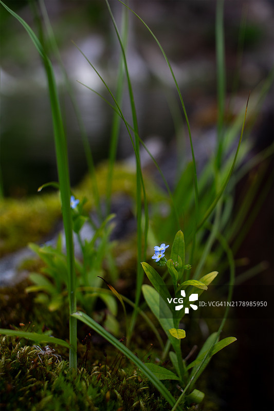 蒙大拿州，美国，田野上的开花植物特写图片素材