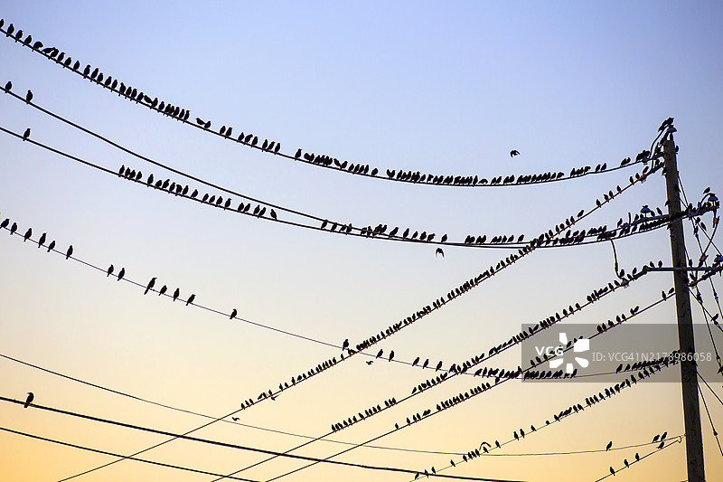 德克萨斯州红橡树的高压电线上的黑鸟图片素材