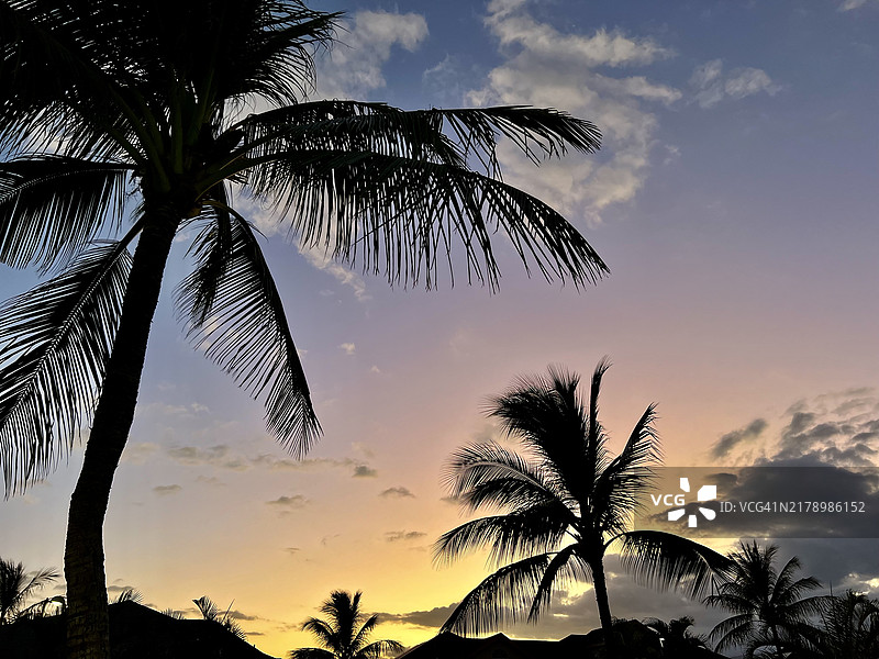 夏威夷，美国，日落时分的棕榈树剪影与天空相映图片素材