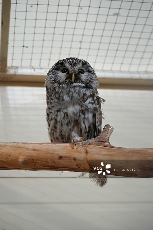 栖息在木头上的猫头鹰特写镜头图片素材