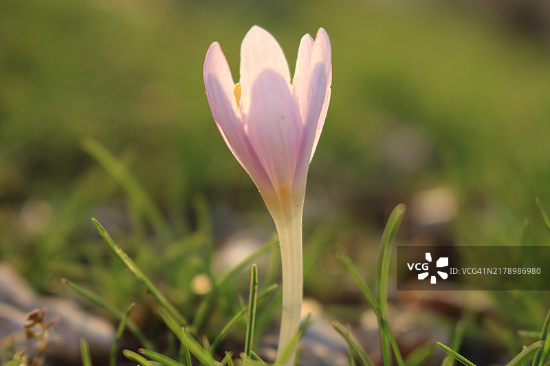 紫色番红花在田野上的特写图片素材