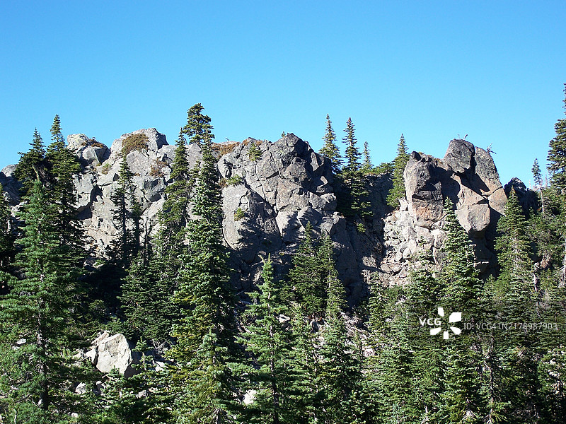 低角度视图的树木与晴朗的蓝天，华盛顿，美国图片素材
