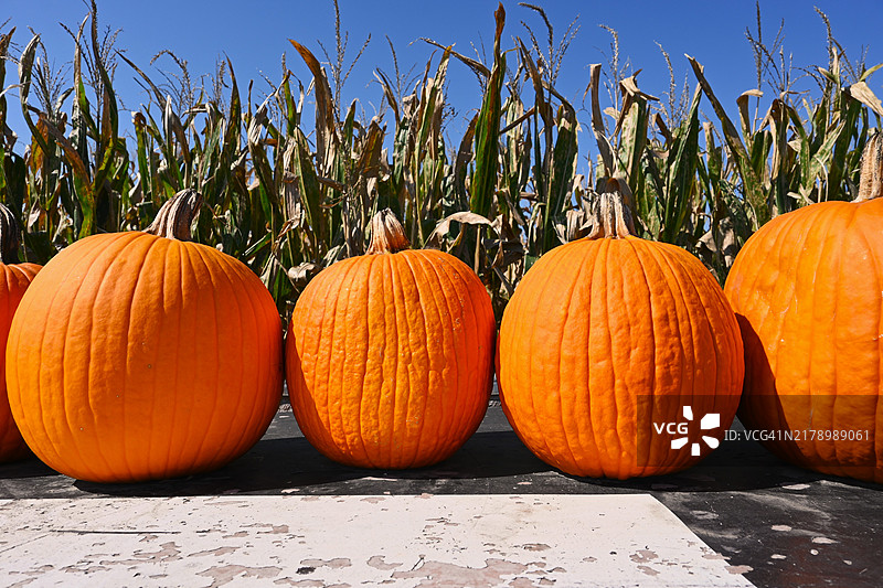 伊利诺伊州的南瓜特写图片素材