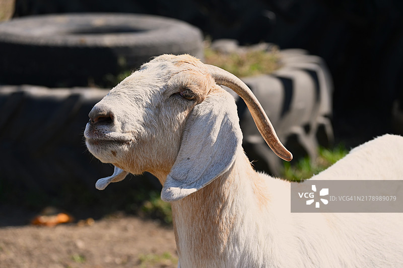 伊利诺伊州的羊特写图片素材