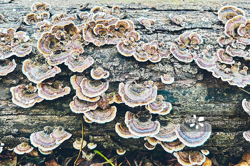 树干上的云芝图片素材