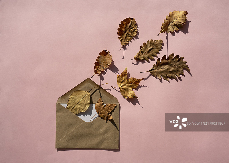 秋季静物：飞离信封的干燥橡树叶，俯视视角，阳光直射，粉色背景秋季贺卡图片素材