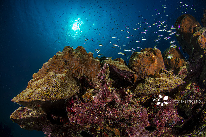 加勒比珊瑚礁图片素材