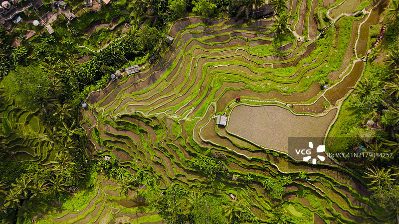 印度尼西亚巴厘岛梯田鸟瞰图图片素材