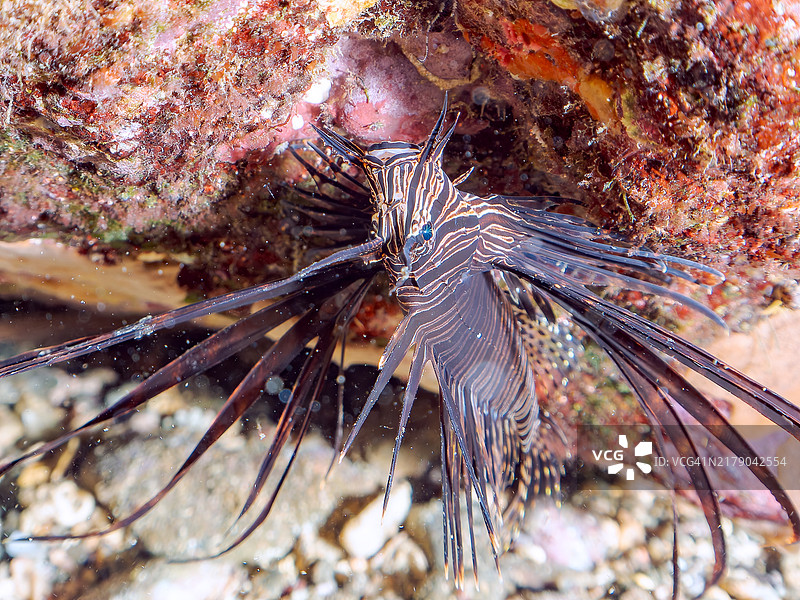 美丽的红狮鱼幼鱼（黑变种）图片素材