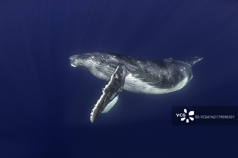 座头鲸幼崽图片素材