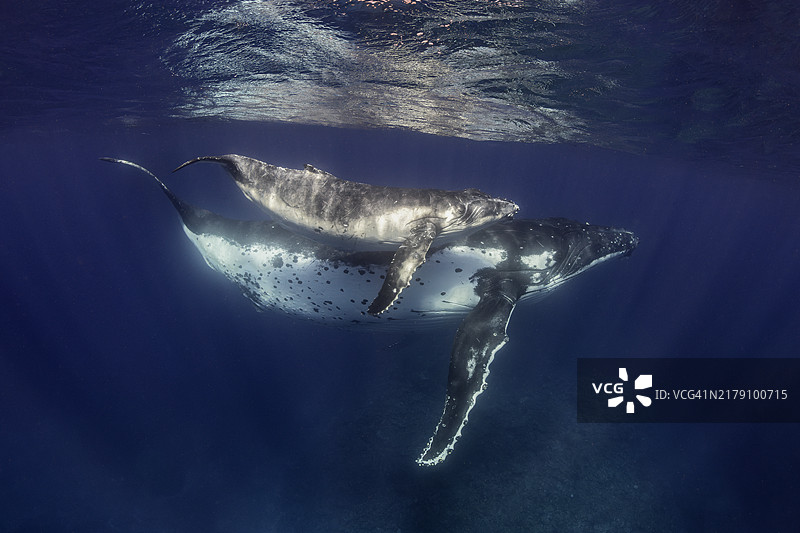 浅水区的座头鲸母子图片素材