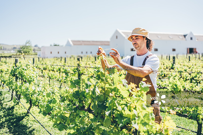 在葡萄园工作的男人。图片素材