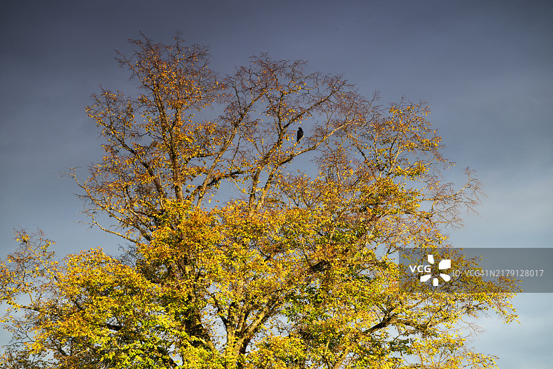 刺槐树和秋天的乌鸦图片素材