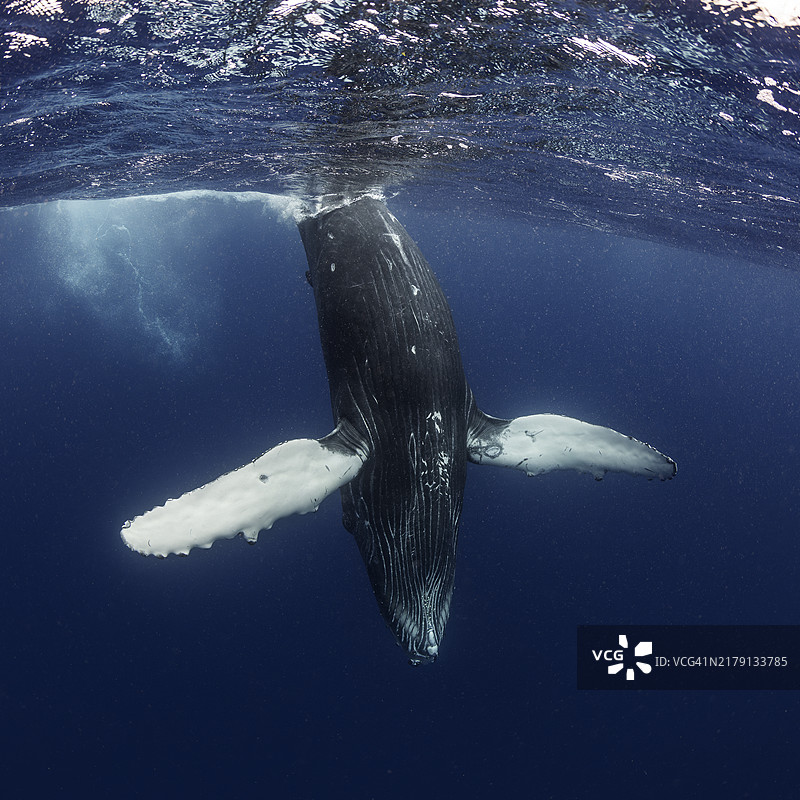 跃入水中的黑色座头鲸图片素材