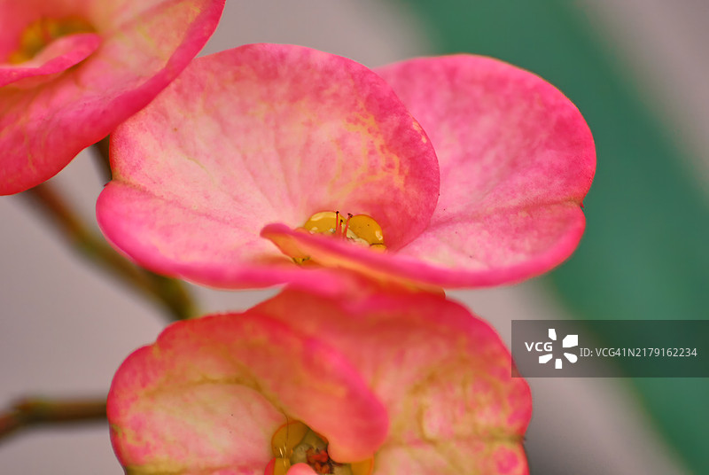 盛开的铁海棠花朵特写图片素材