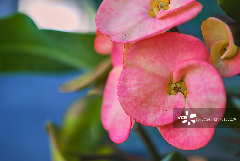 盛开的铁海棠花朵特写图片素材