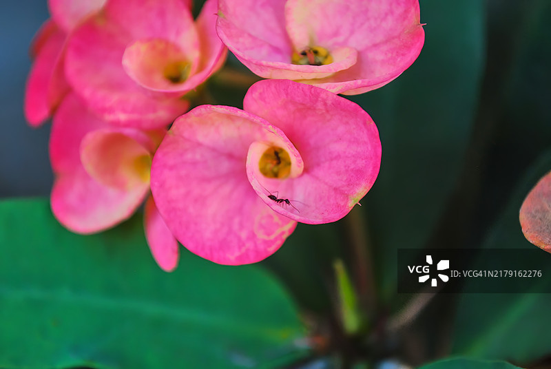 盛开的铁海棠花朵特写图片素材