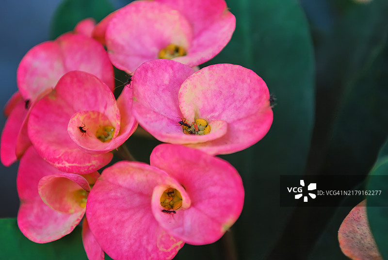 盛开的铁海棠花朵特写图片素材