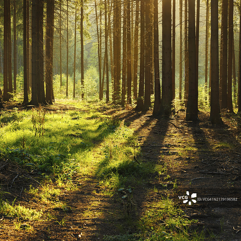 图林根森林的云杉林图片素材