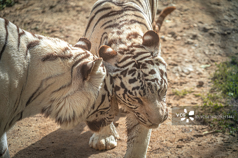 两只白色老虎在保加利亚瓦尔纳的自然环境中互相摩擦头部图片素材