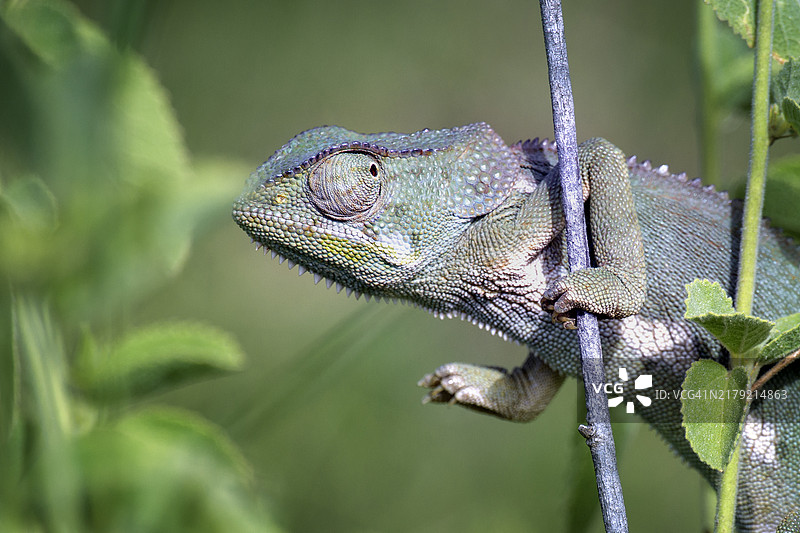 塞伦盖蒂的可爱变色龙回头看绿色背景图片素材