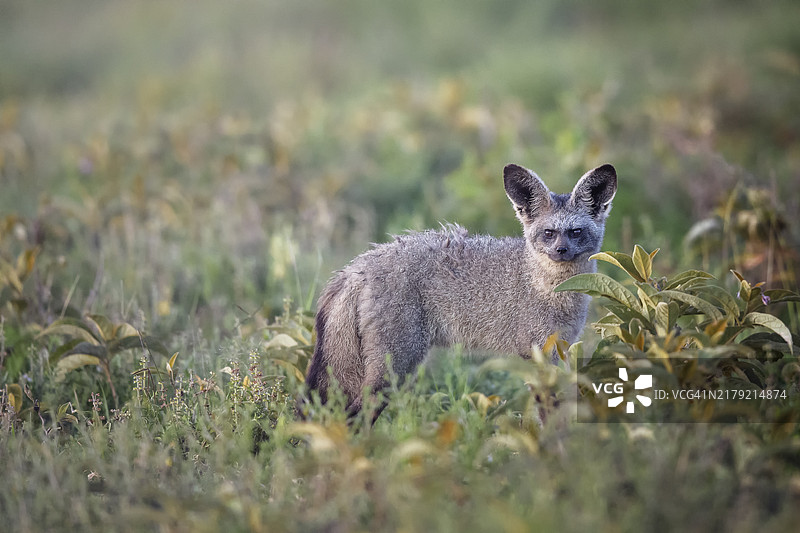 在坦桑尼亚塞伦盖蒂看着镜头的可爱蝙蝠耳廓狐图片素材