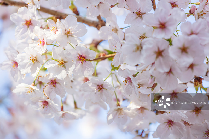汝矣岛春花节的樱花图片素材