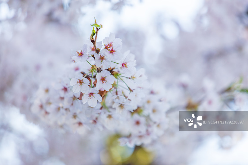汝矣岛春花节的樱花图片素材