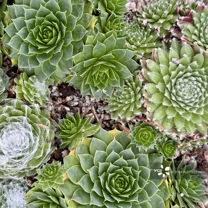 特写镜头下的碗和观音莲图片素材