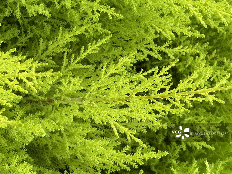 蒙特雷柏树（巨柏）特写图片素材