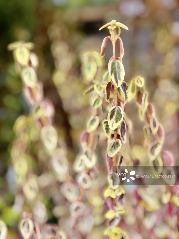 近距离拍摄向下倾泻的扶芳藤叶图片素材