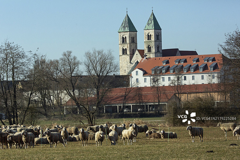 在绿色草地上，前比堡修道院前的羊群图片素材