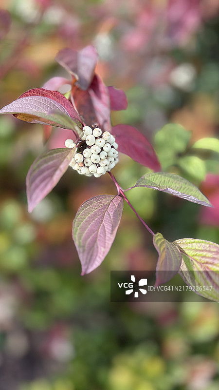 特写：红瑞木灌木及其白色浆果图片素材