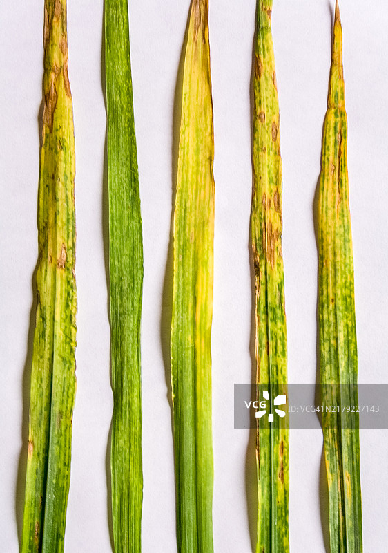 感染真菌的小麦叶图片素材