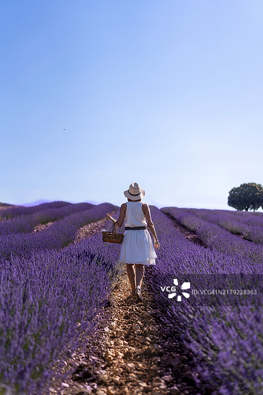 穿着白色连衣裙的女人在夏季薰衣草田中戴着帽子和篮子图片素材