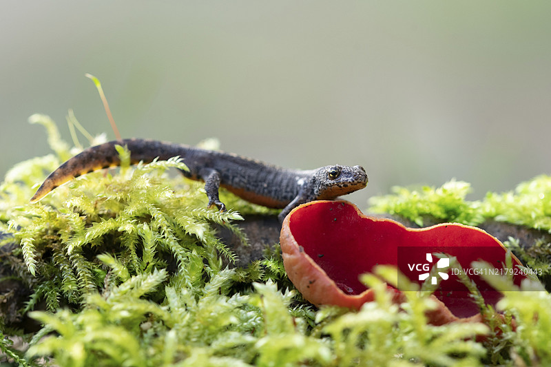 高山蝾螈，德国北莱茵-威斯特法伦州图片素材