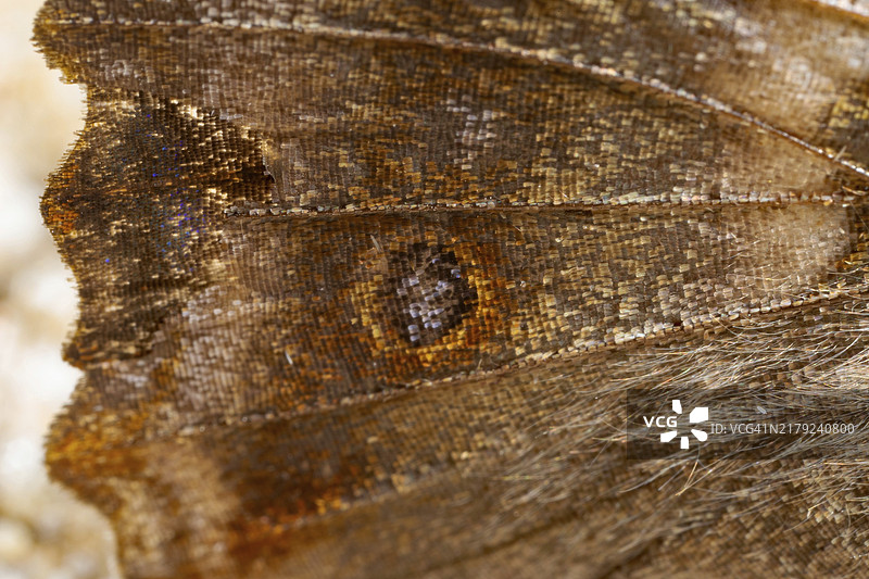 翅膀上的小席勒翠凤蝶眼斑图片素材